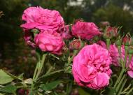 Villa Giustiniani – Fotogallery il Roseto – 18